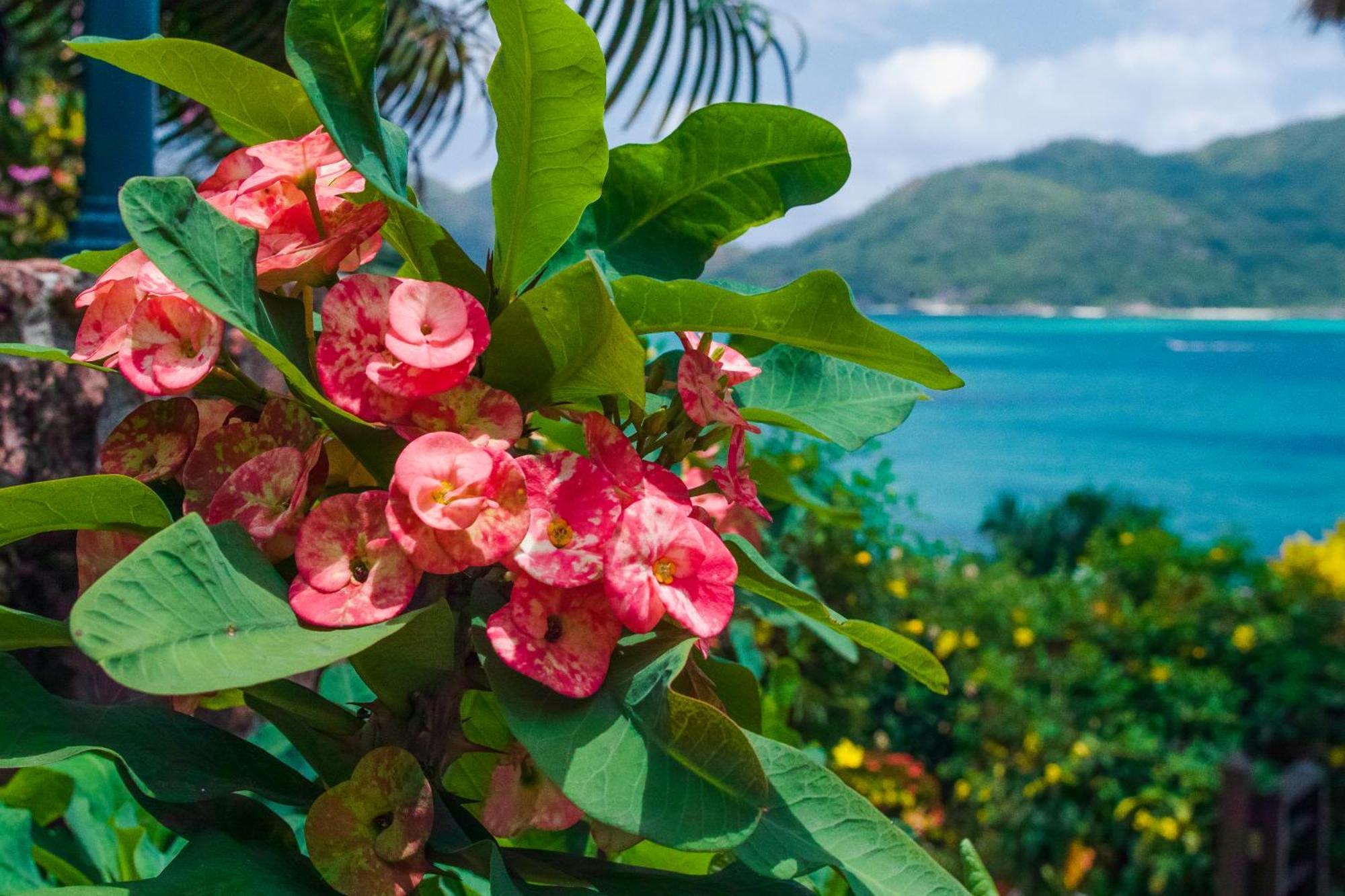 Colibri Hotel Baie Sainte Anne Bagian luar foto