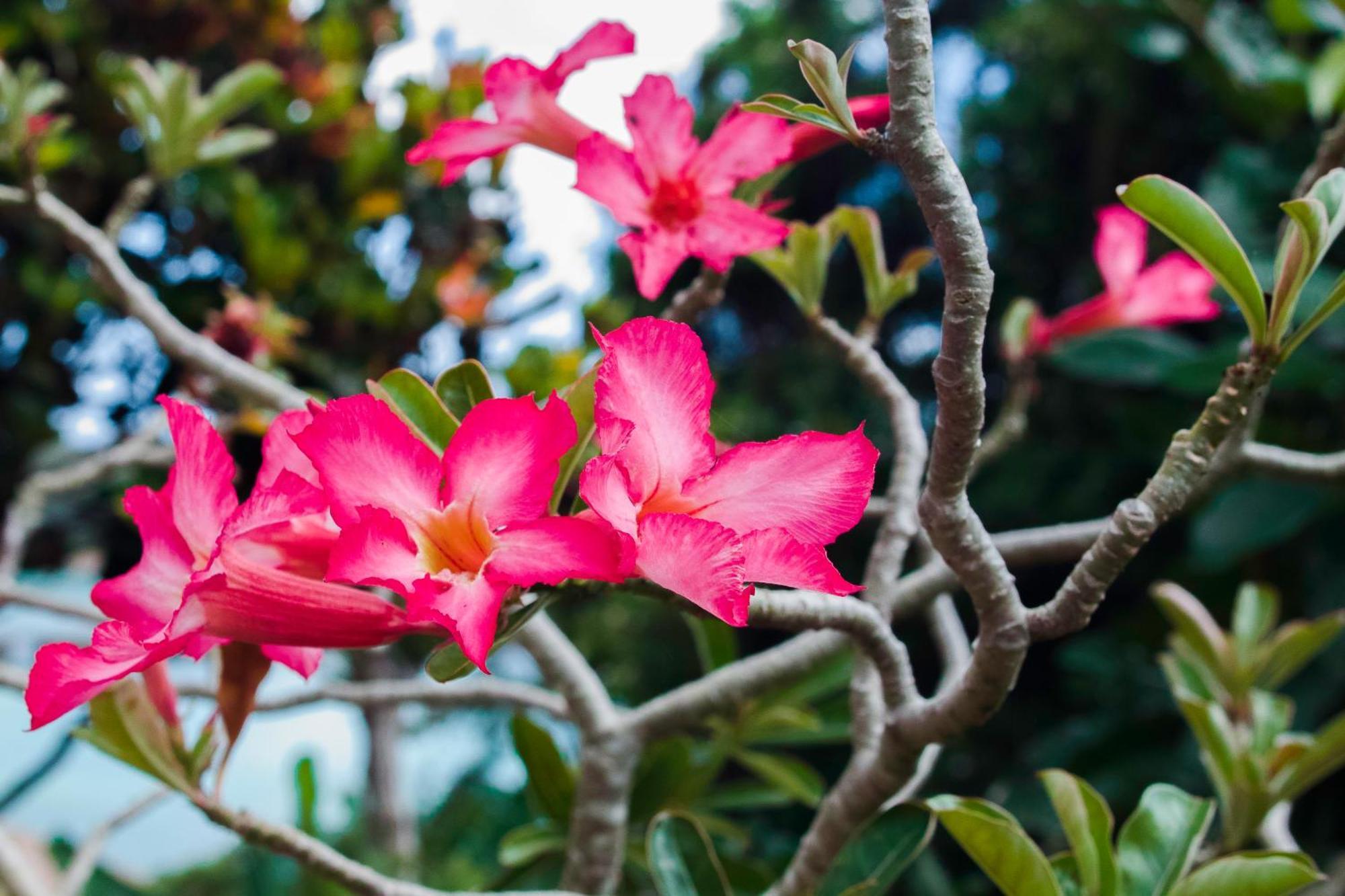 Colibri Hotel Baie Sainte Anne Bagian luar foto